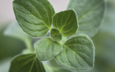 5 Natural Antibiotics Used to Fight Infection